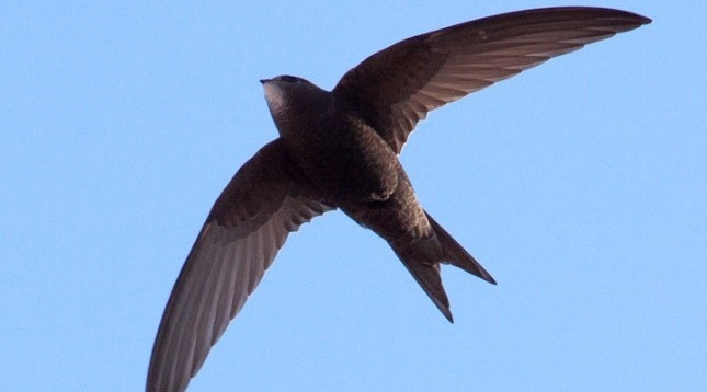 Swift Workshop @Antrim Castle Gardens