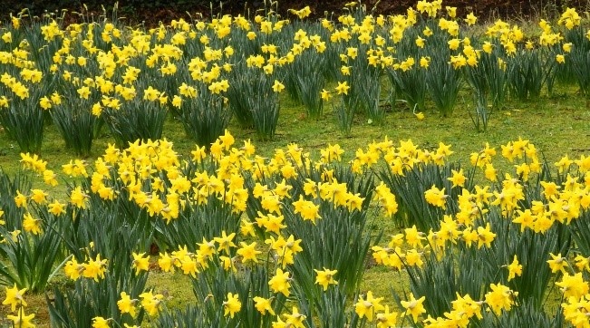All About Spring Workshop @Antrim Castle Gardens