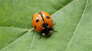 Mini Beasts Workshop for the Family @ Antrim Castle Gardens Aug 2026