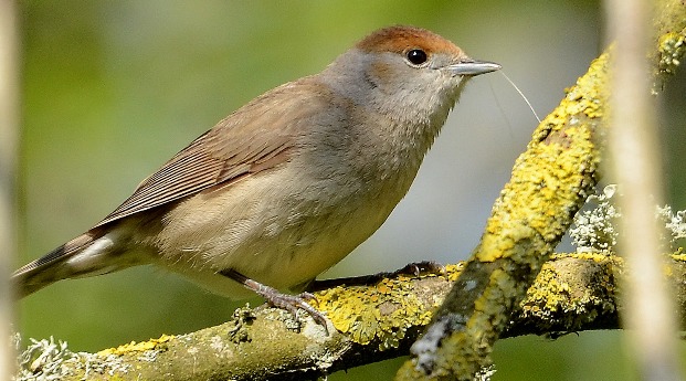 Summer Birds Workshop @Antrim Castle Gardens