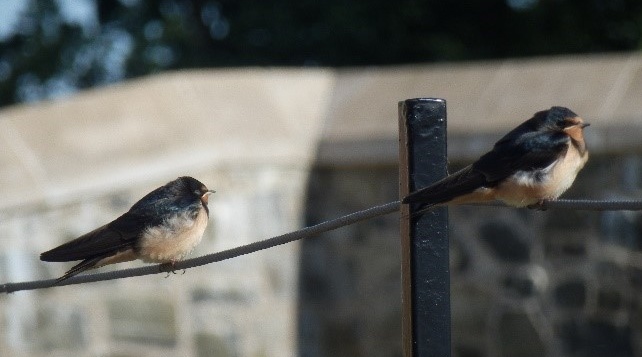A Guide to Garden Birds