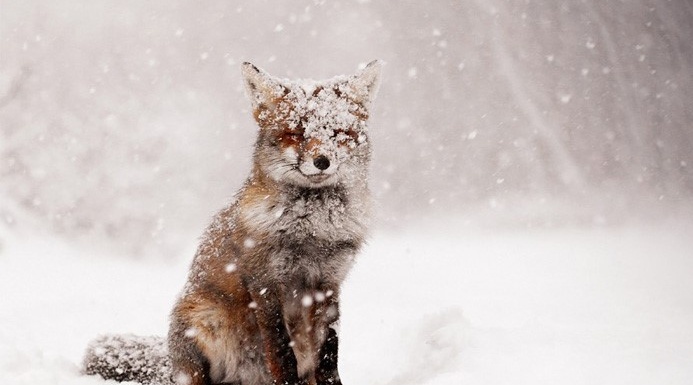 Winter Wildlife Workshop @Antrim Castle Gardens
