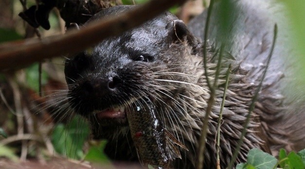 Mad About Mammals Workshop