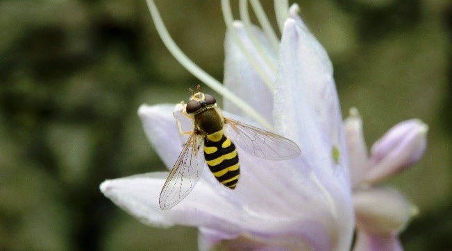 Mini Beasts for the Family Workshop
